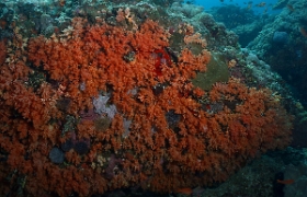 Bali 2016 - Corail - IMG_6018_rc